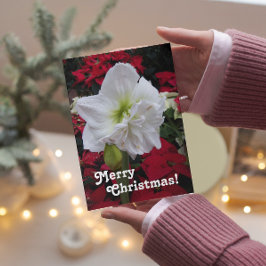 White Amaryllis Bloom Floral Weihnachtskarte Feiertagskarte