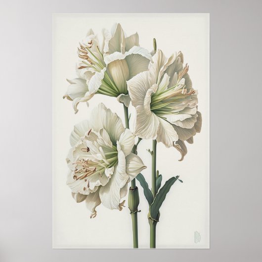 White Amaryllis Blume Art Print Poster (Vorne)