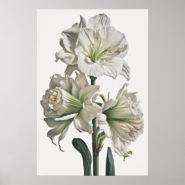 White Amaryllis Blume Art Print Poster