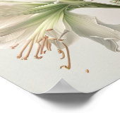 White Amaryllis Blume Art Print Poster (Ecke)
