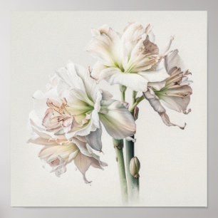 White Amaryllis Blume Art Print Poster
