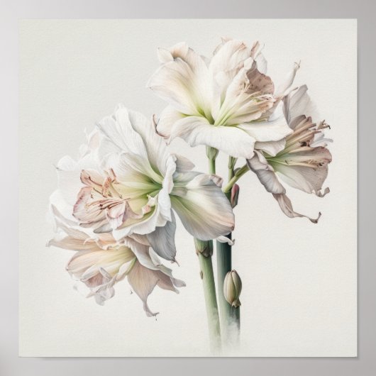 White Amaryllis Blume Art Print Poster (Vorne)