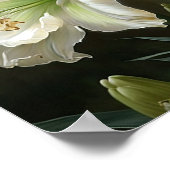 White Amaryllis Blume Art Print Poster (Ecke)