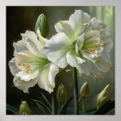 White Amaryllis Blume Art Print Poster (Vorne)
