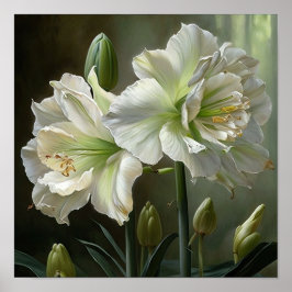 White Amaryllis Blume Art Print Poster