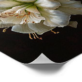 White Amaryllis Blume Art Print Poster (Ecke)