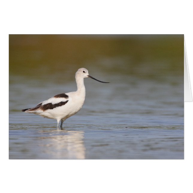 White American Avocet (Vorderseite (Horizontal))