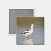 White American Avocet Magnet (Vorderseite/Rückseite)
