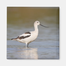 White American Avocet Magnet