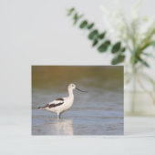 White American Avocet Postkarte (Stehend Vorderseite)