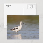 White American Avocet Postkarte (Vorne/Hinten)