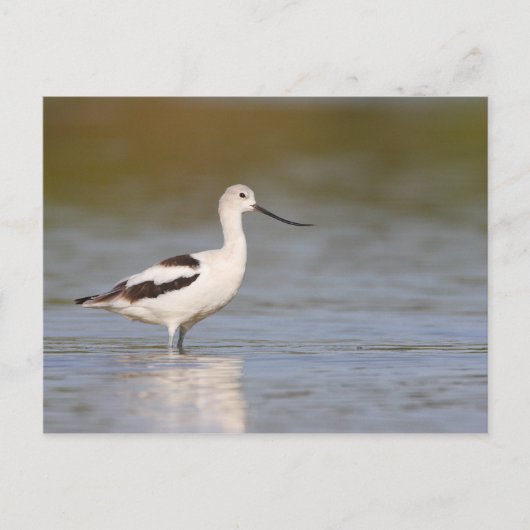 White American Avocet Postkarte (Vorderseite)