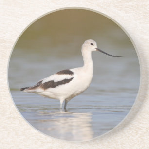 White American Avocet Sandstein Untersetzer