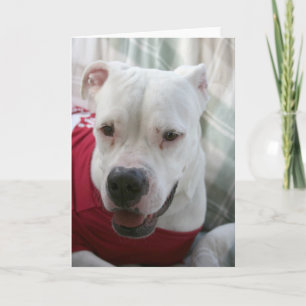 White American Bulldog Foto Karte