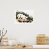 White American Wolf von John James Audubon Poster (Küche)