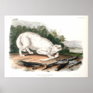 White American Wolf von John James Audubon Poster