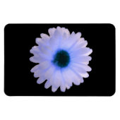 White and Blue Marigold Premium Magnet (Horizontal)