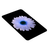 White and Blue Marigold Premium Magnet (Rechte Seite)