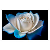 White and Blue Rose Poster (Vorderseite)