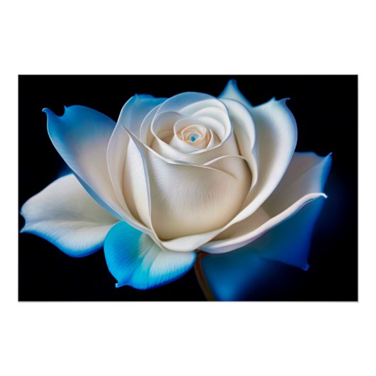White and Blue Rose Poster (Vorderseite)