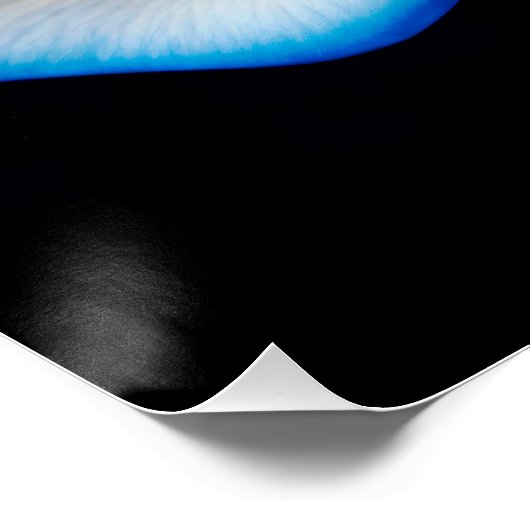 White and Blue Rose Poster (Ecke)