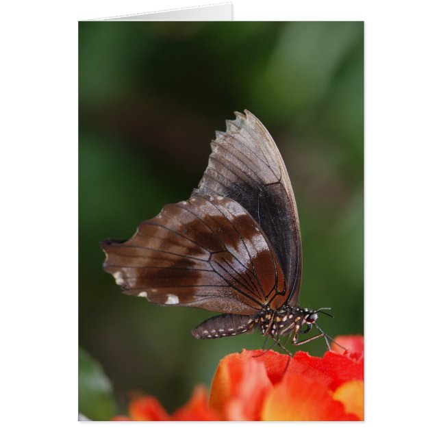 White and Brown Butterfly on Red Blume (Vorne)
