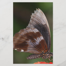 White and Brown Butterfly on Red Blume