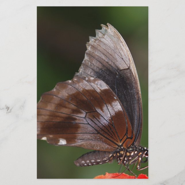 White and Brown Butterfly on Red Blume (Vorderseite)