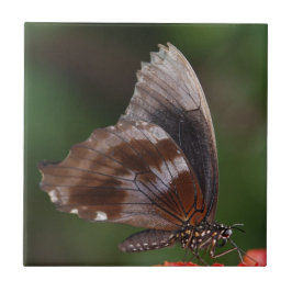 White and Brown Butterfly on Red Blume Fliese