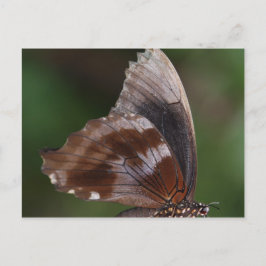 White and Brown Butterfly on Red Blume Postkarte