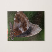 White and Brown Butterfly on Red Blume Puzzle (Horizontal)