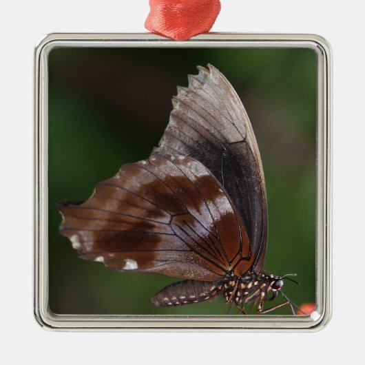 White and Brown Butterfly on Red Blume Silbernes Ornament (Vorne)