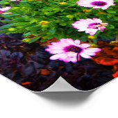 White and Lila African Daisy #1 Poster (Ecke)