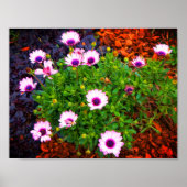 White and Lila African Daisy #1 Poster (Vorne)