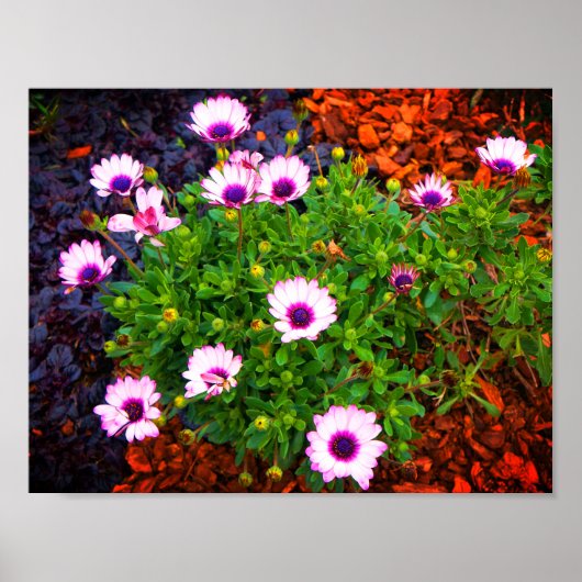 White and Lila African Daisy #1 Poster (Vorne)