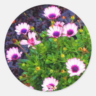 White and Lila African Daisy #1 Stickers