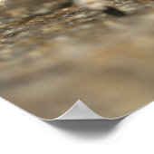 White and Orange Jumping Spider Poster (Ecke)