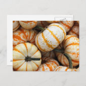 White and Orange Mini Pumpkins Postkarte (Vorne/Hinten)