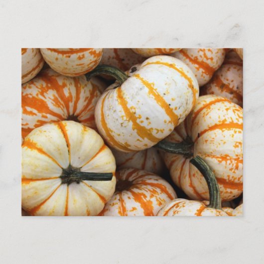 White and Orange Mini Pumpkins Postkarte (Vorderseite)