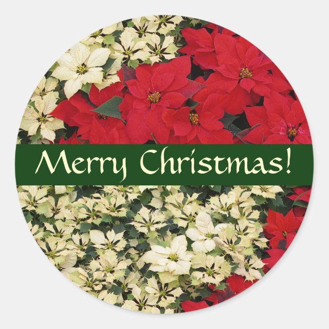 White and Red Poinsettias Christmas Sticker (Vorderseite)