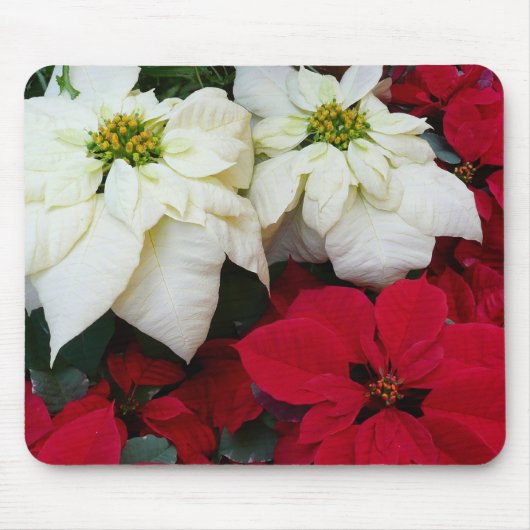 White and Red Poinsettias II Weihnachtsfeiertage Mousepad (Vorne)