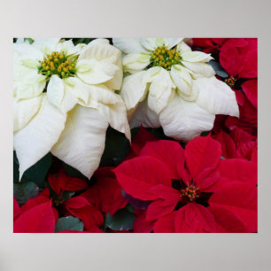 White and Red Poinsettias II Weihnachtsfeiertage Poster