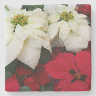 White and Red Poinsettias II Weihnachtsfeiertage Steinuntersetzer