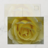 White and Yellow Rose Postcard Postkarte (Vorne/Hinten)