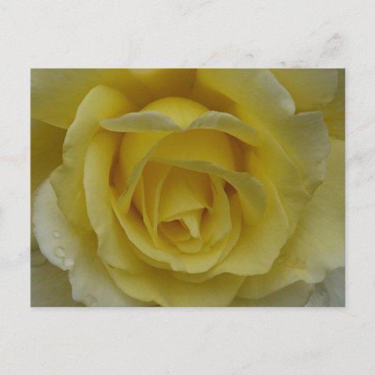White and Yellow Rose Postcard Postkarte (Vorderseite)