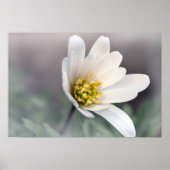 White Anemone Poster (Vorne)