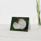 White Anthurium Note Card Karte (Vorderseite)