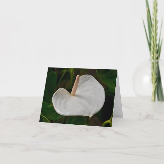 White Anthurium Note Card Karte (Vorderseite)