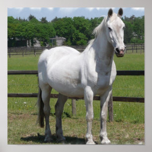 White Arab Horse Print Poster