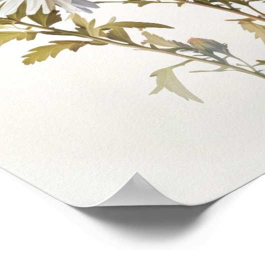 White Aster Blumen Art Print Poster (Ecke)